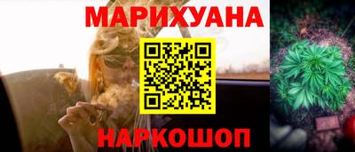сатива Кингисепп