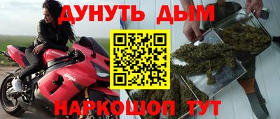 сатива Кингисепп