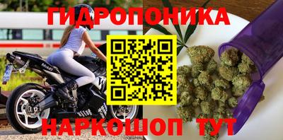 сатива Кингисепп